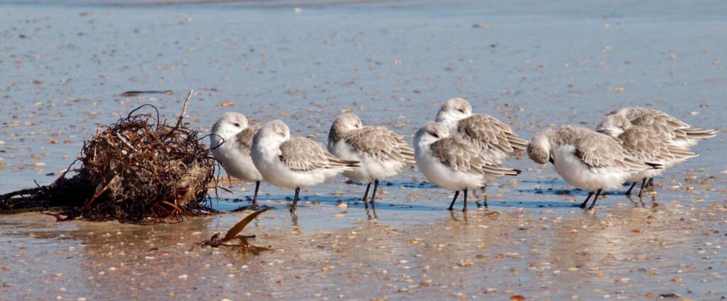 Sand Pipers at Anastasia State Park